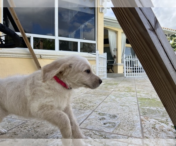 Medium Photo #26 Labradoodle Puppy For Sale in FORT LAUDERDALE, FL, USA