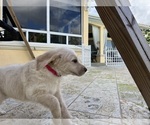 Small Photo #26 Labradoodle Puppy For Sale in FORT LAUDERDALE, FL, USA