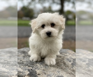 Poodle (Toy)-Unknown Mix Puppy for sale in SENECA FALLS, NY, USA