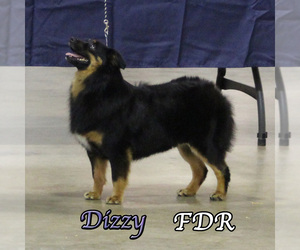 Mother of the Miniature Australian Shepherd puppies born on 02/02/2025