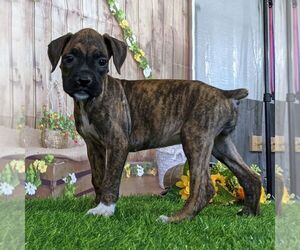 Boxer Puppy for sale in ARTHUR, IL, USA