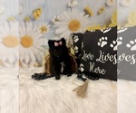 Small #1 Pomeranian