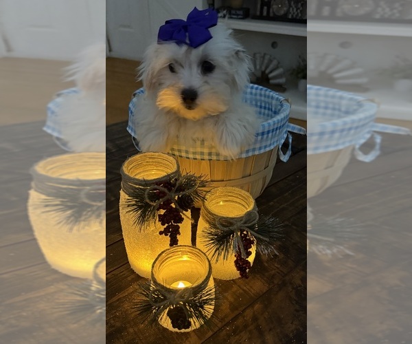 Medium Photo #16 Shih-Poo Puppy For Sale in DINWIDDIE, VA, USA