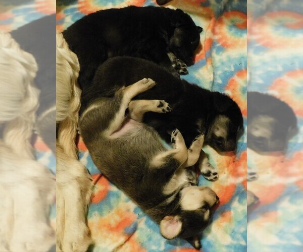 Medium Photo #1 Golden Labrador Puppy For Sale in MESA, CO, USA