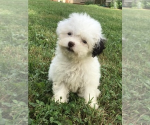 Bichpoo Puppy for Sale in BOWLING GREEN, Kentucky USA