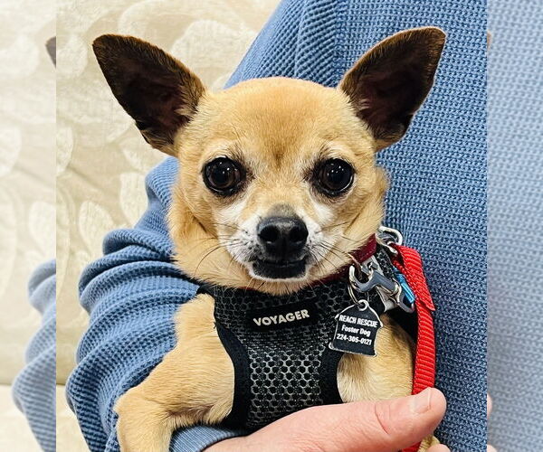 Medium Photo #4 Chihuahua Puppy For Sale in Mundelein, IL, USA