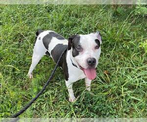 American Pit Bull Terrier Dogs for adoption in Charlotte, NC, USA