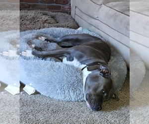 Mother of the American Pit Bull Terrier puppies born on 02/23/2025