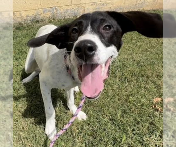 Medium Photo #4 Mutt Puppy For Sale in Thomasville, NC, USA