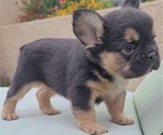 Small #3 French Bulldog