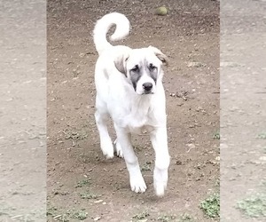 German Shepherd Dog-Great Pyrenees Mix Puppy for sale in JONESBORO, GA, USA