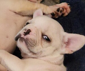 French Bulldog Puppy for Sale in JONESTOWN, Pennsylvania USA