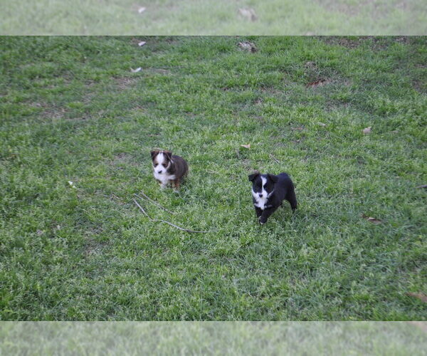 Medium Photo #12 Miniature Australian Shepherd Puppy For Sale in SWAN, TX, USA