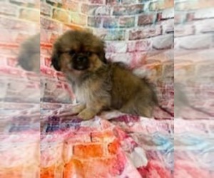 Pekingese Puppy for sale in JOICE, IA, USA