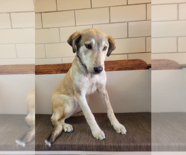 Medium Photo #1 Mutt Puppy For Sale in Minneapolis, MN, USA