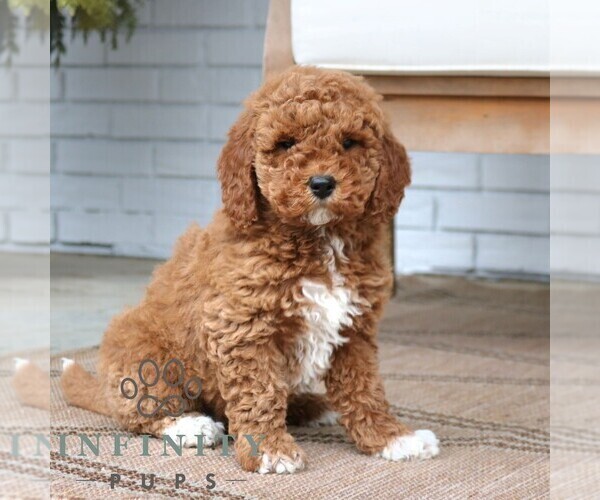 Medium Photo #4 Goldendoodle (Miniature) Puppy For Sale in NARVON, PA, USA