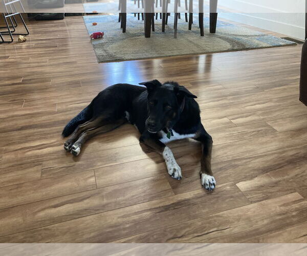 Medium Photo #4 Shepradors Puppy For Sale in Boise, ID, USA