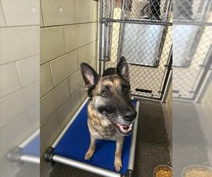 German Shepherd Dog Dogs for adoption in Woodland, CA, USA