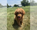 Small #5 Goldendoodle (Miniature)