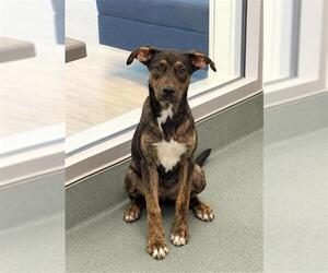 German Shepherd Dog-Unknown Mix Dogs for adoption in Baytown, TX, USA