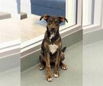 SAFFRON - Female German Shepherd Dog-Unknown Mix Dog for Adoption - Small photo