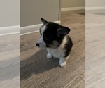 Small #17 Pembroke Welsh Corgi