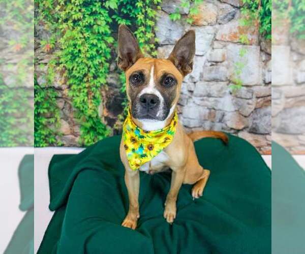 Medium Photo #4 Mutt Puppy For Sale in Kennesaw, GA, USA