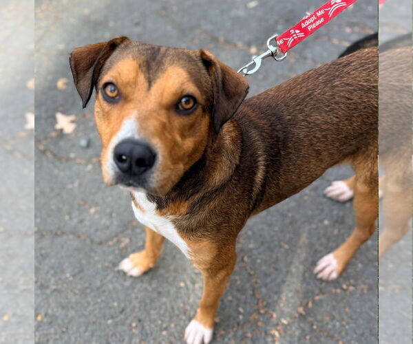 Medium Photo #5 Mutt Puppy For Sale in Canton, CT, USA