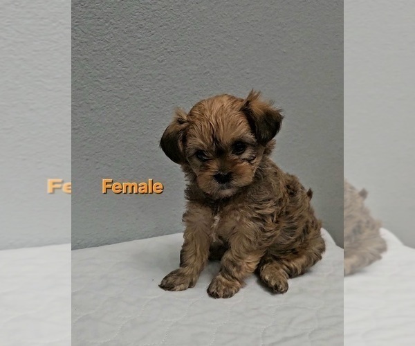 Medium Photo #7 Yo-Chon Puppy For Sale in CHEYENNE, WY, USA