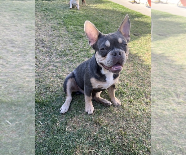 Medium Photo #3 French Bulldog Puppy For Sale in RIVERSIDE, CA, USA