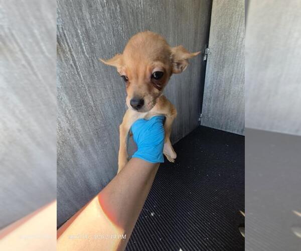 Medium Photo #1 Chihuahua Puppy For Sale in San Antonio, TX, USA