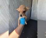 Small Chihuahua