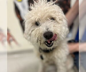 Medium Poodle (Miniature)