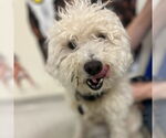 Small Poodle (Miniature)