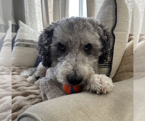 Medium Photo #2 Mutt Puppy For Sale in Brooklyn Center, MN, USA