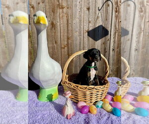 Great Dane-Unknown Mix Dogs for adoption in Bullard, TX, USA