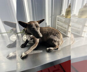 Chihuahua Dogs for adoption in Bakersfield, CA, USA