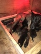 Small Photo #19 Belgian Malinois-Dutch Shepherd Dog Mix Puppy For Sale in BRIGHTON, TN, USA