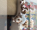 Small Photo #5 Brittany Puppy For Sale in WESTON, WI, USA