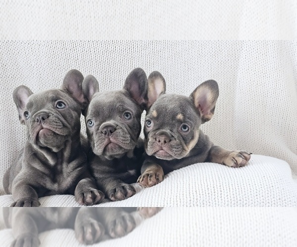 Medium Photo #3 French Bulldog Puppy For Sale in MIAMI, FL, USA