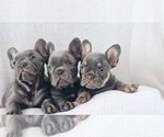 Small #2 French Bulldog