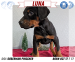 Puppy Luna Doberman Pinscher