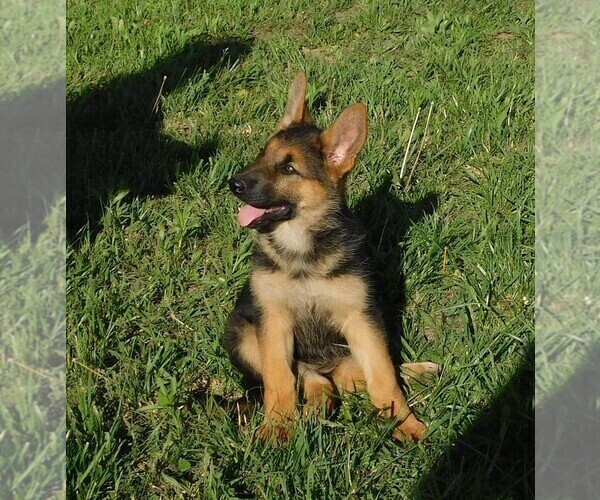 Medium Photo #5 German Shepherd Dog Puppy For Sale in MORRISVILLE, MO, USA