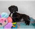 Small #2 Labrador Retriever Mix