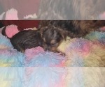 Small Photo #386 Yorkshire Terrier Puppy For Sale in AKRON, OH, USA