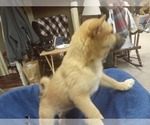 Small Photo #5 Shiba Inu Puppy For Sale in CAMERON, MO, USA