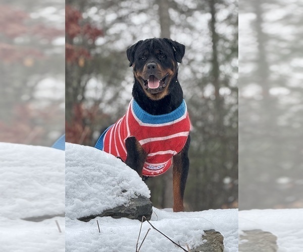 Medium Photo #1 Rottweiler Puppy For Sale in ALLENTOWN, PA, USA
