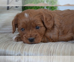 Small Photo #15 Cavapoo (Toy) Puppy For Sale in GREENWOOD, WI, USA