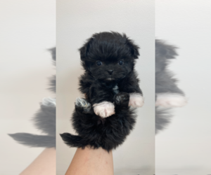 Mutt Puppy for sale in Seoul, Seoul, Korea, South