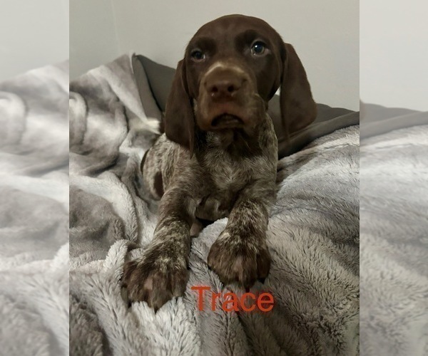 Medium Photo #1 German Shorthaired Pointer Puppy For Sale in STATE COLLEGE, PA, USA